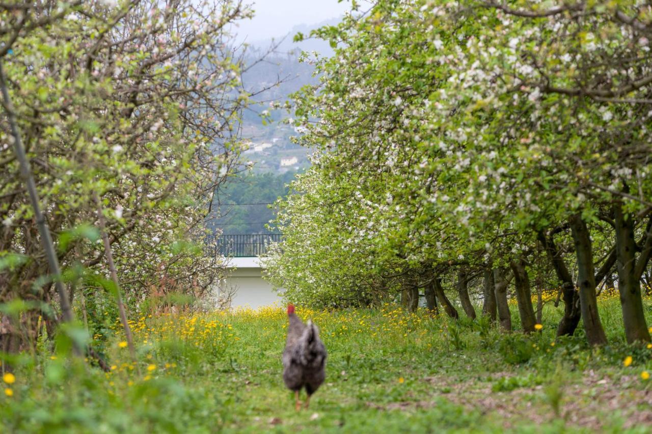 セロリコ・デ・バスト Chale Da Quinta "Lavoura Da Bouca - Fruta Bio"ゲストハウス エクステリア 写真