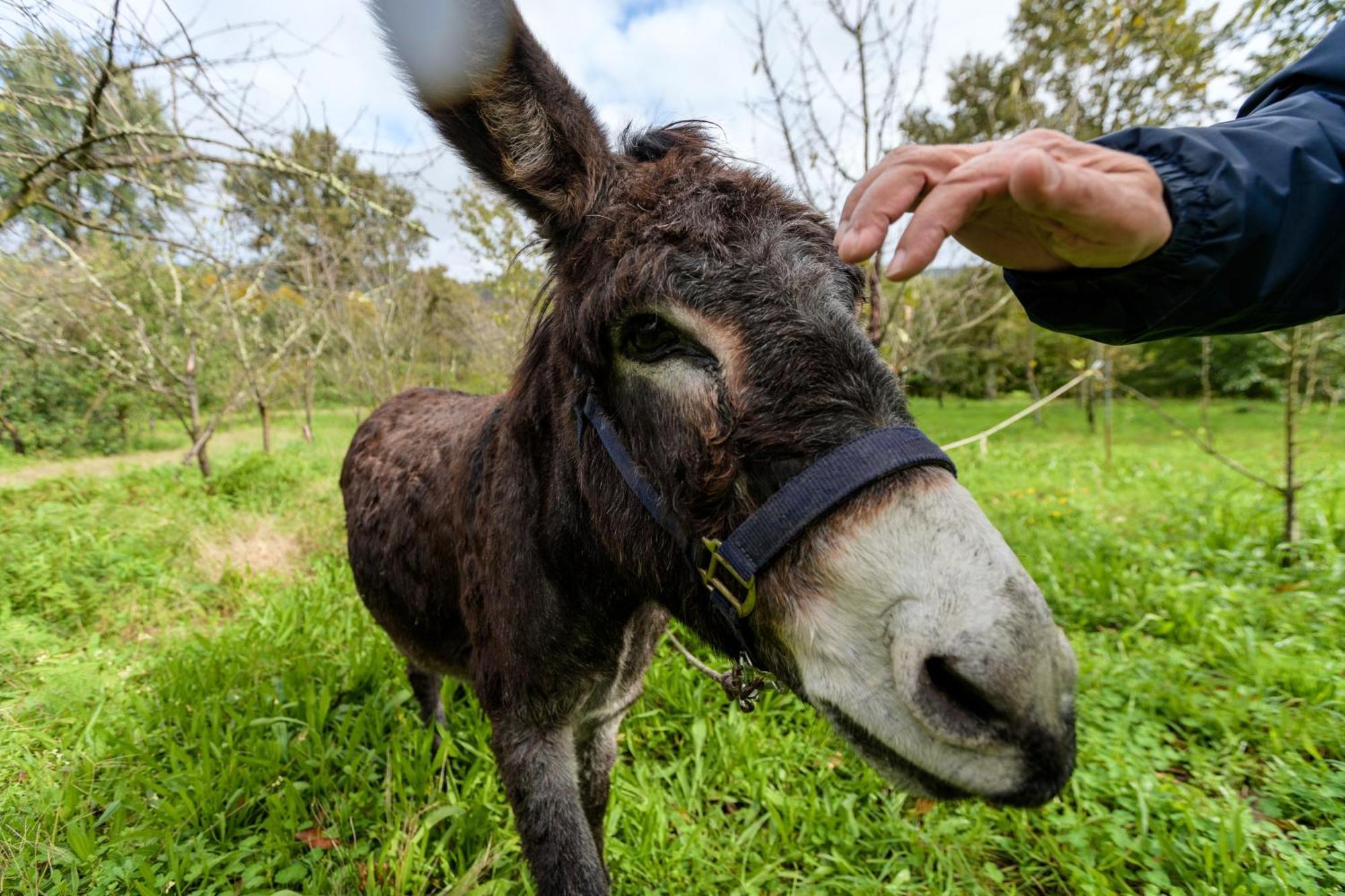 セロリコ・デ・バスト Chale Da Quinta "Lavoura Da Bouca - Fruta Bio"ゲストハウス エクステリア 写真